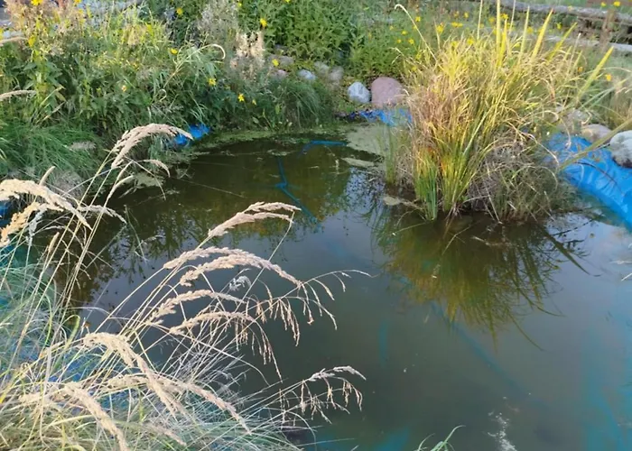 Maly Bialy Jezyczki * Darlowo